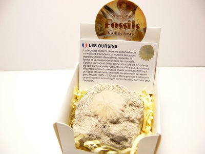 Boite collection fossile : oursin des sables 