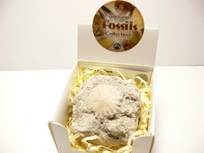 Oursin fossile coffret
