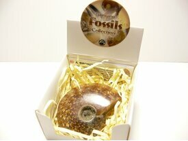 Ammonite fossile polie naturelle