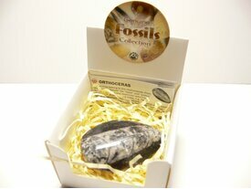 Orthoceras fossile naturel