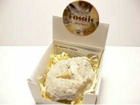 Fossile dent de requin coffret