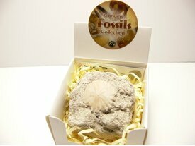 Oursin fossile coffret