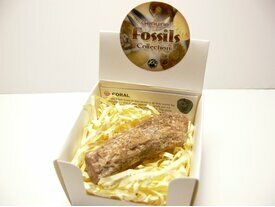 Corail fossile naturel