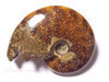 Ammonite entire polie collection varit fougre 