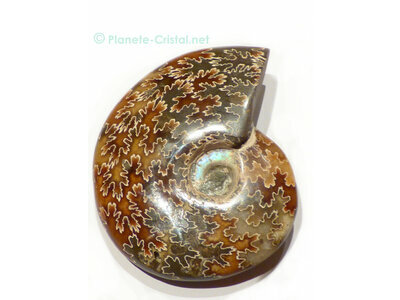 Magnifique ammonite polie avec irisations amonite