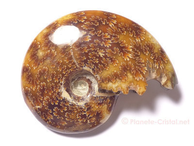 Ammonite fossile entiere de collection
