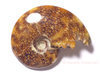 Ammonite complte polie de Madagascar