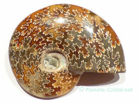 Ammonite fossile entiere de collection