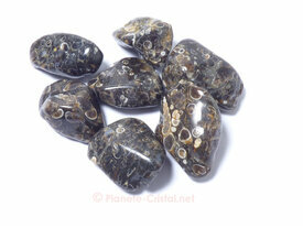 Turitelle Agate fossile polie