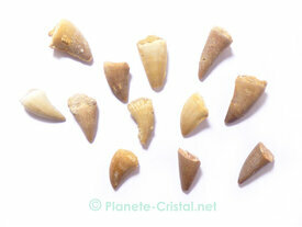 Dent dinosaure prehistorique fossile