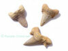 Grandes dents avec mchoires de requin fossile collection 