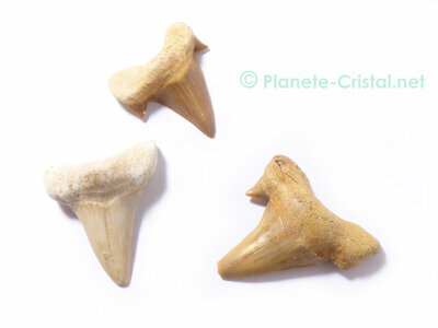 Dent de requin fossile collection