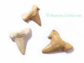 Dent de requin fossile collection