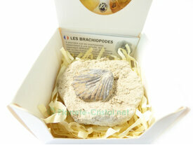 Fossile collection coquillage Brachiopode