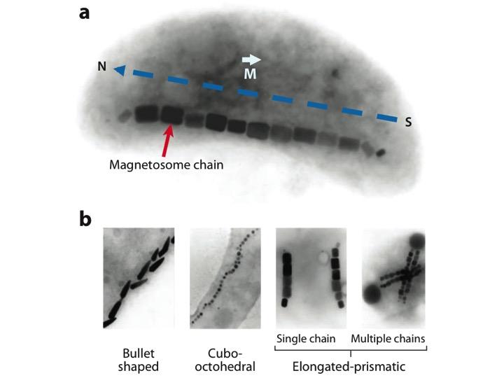 Magnetosomes naturels dans le cerveau humain